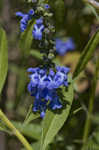 Azure blue sage